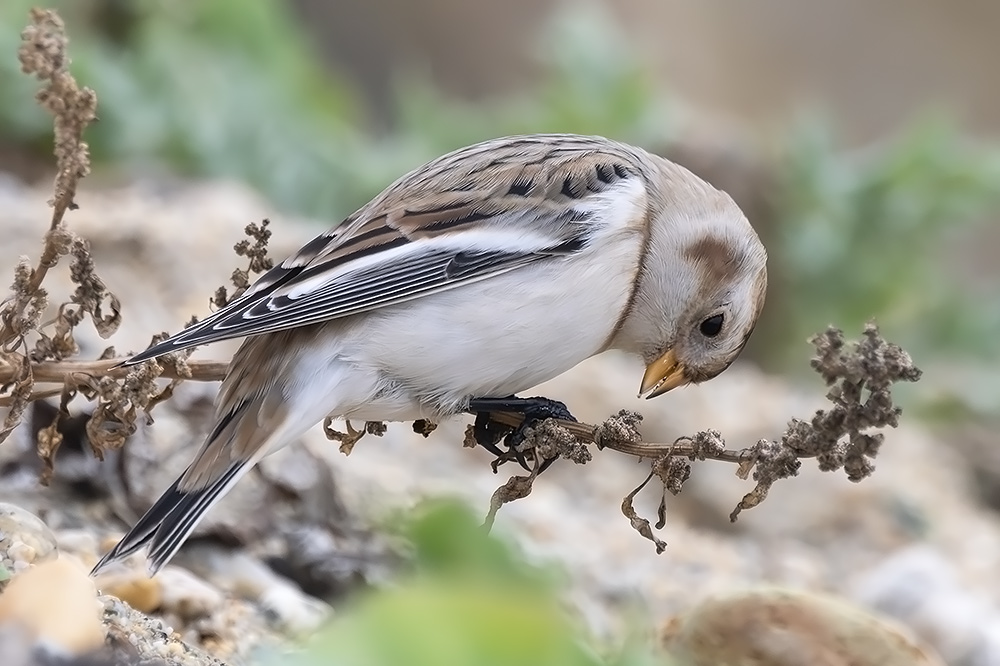 Snow bunting